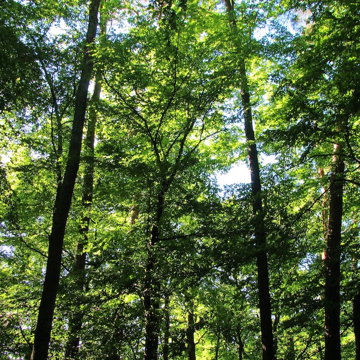 Forest, inspiration source for the collection FOREST