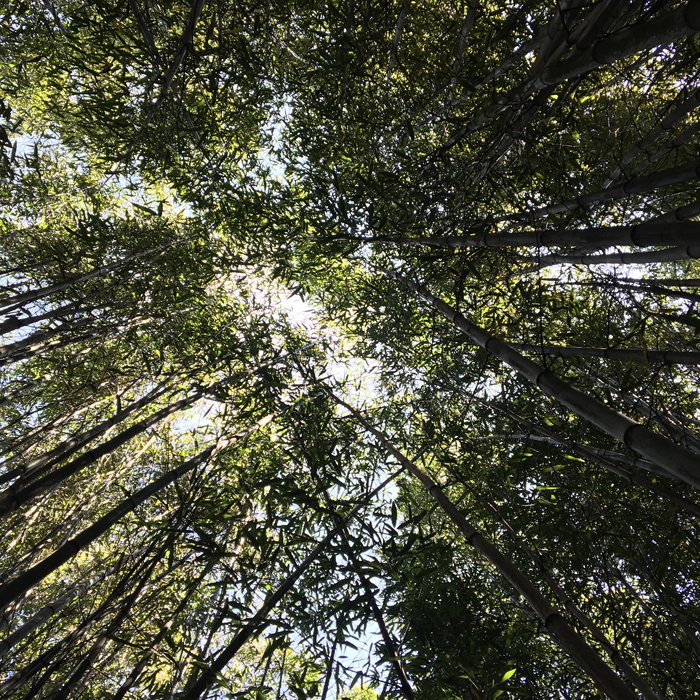 Inspiration for the FOREST collection: a bamboo forest..