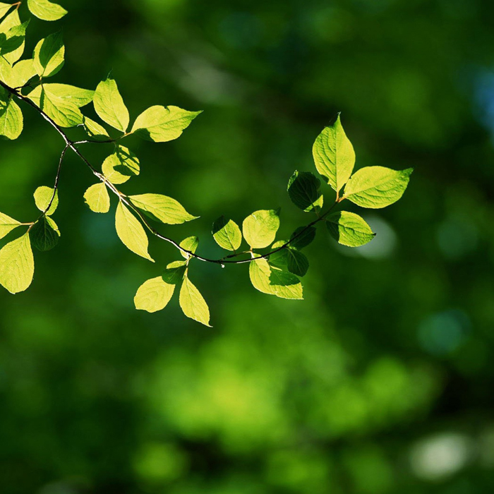 Leaves, inspiration for the FOREST collection